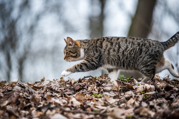 O gato malhado de março de primavera está indo ou andando sobre folhas secas. vida na natureza.