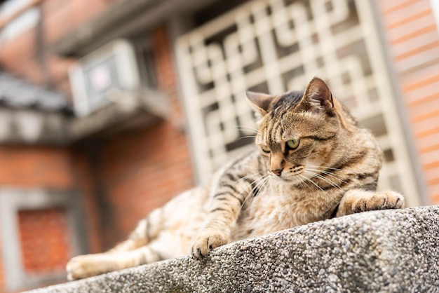 O gato malhado gordo vadio senta-se em um pilar