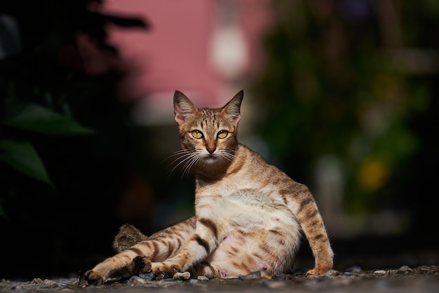 Foto o gato malhado relaxando no chão de cascalho