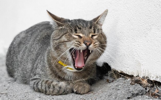 Foto o gato mente e boceja