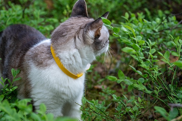 Foto o gato na grama desvia o olhar coleira de pulga amarela em um animal de estimação caminha de um gato doméstico na natureza