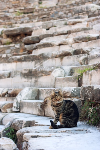 O gato nas ruínas de Éfeso