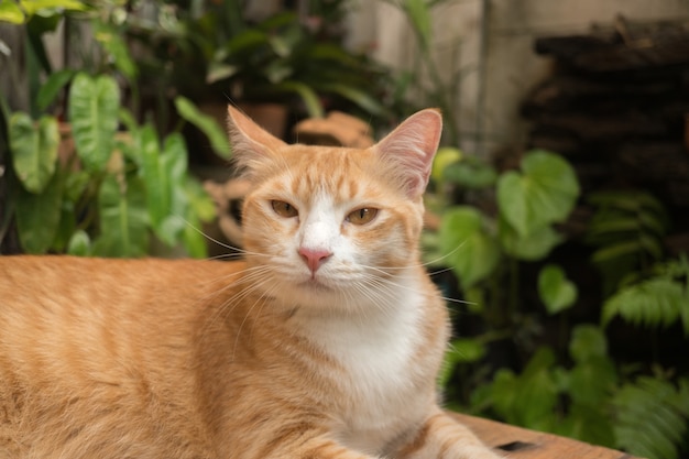 O gato no jardim está olhando para cima.