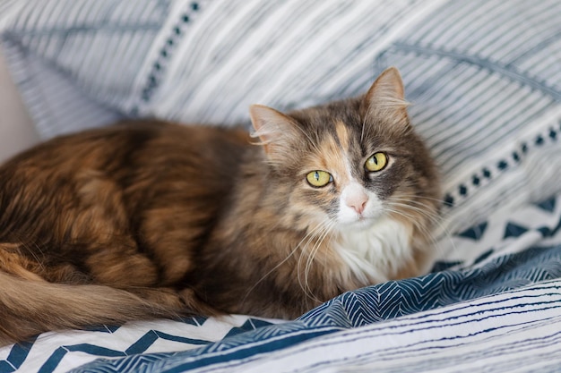 O gato norueguês da floresta encontra-se na cama.