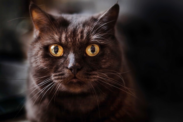 O gato olha na sala escura com olhos amarelos.