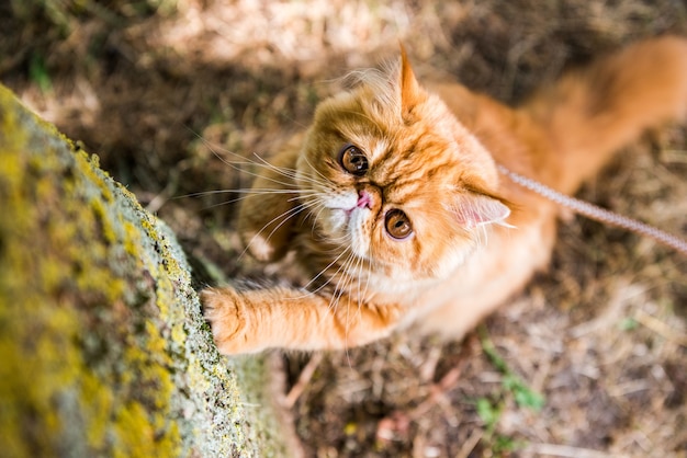 O gato persa vermelho afia suas garras contra a árvore