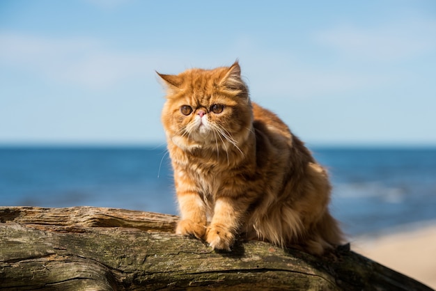 O gato persa vermelho está sentado na praia do mar Báltico