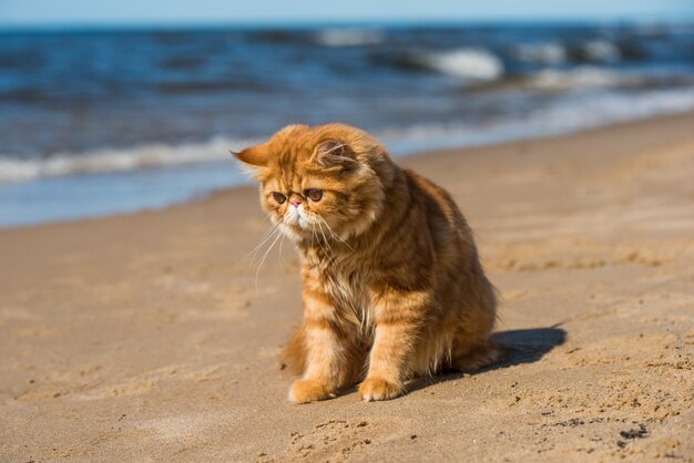 O gato persa vermelho está sentado na praia do mar Báltico