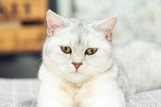 O gato prateado britânico está imponente na cama. Animal de estimação no interior de casa.
