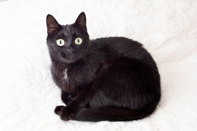 O gato preto de olhos amarelos encontra-se em um sofá branco.