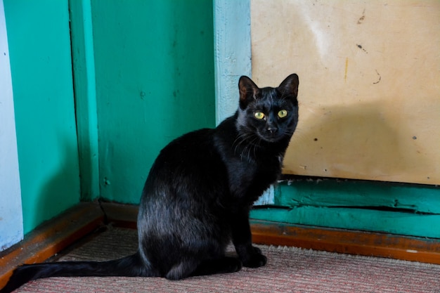 O gato preto de olhos amarelos sentado no tapete.