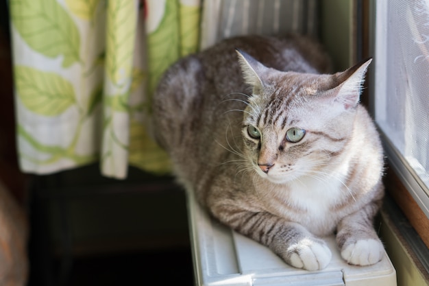 O gato que vive perto da janela.