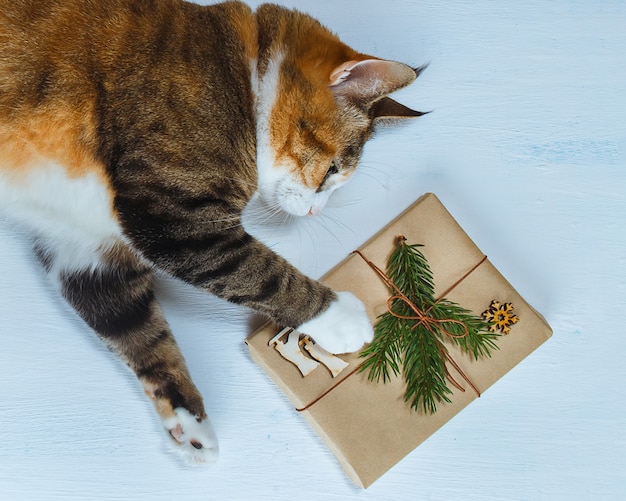 O gato quer abrir um presente de natal