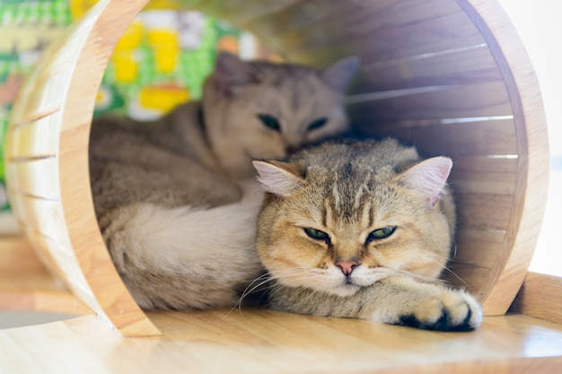 O gato reto escocês marrom bonito dorme na casa,