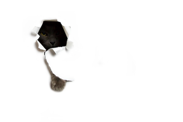 O gato rompe o fundo do papel branco. foto de alta qualidade