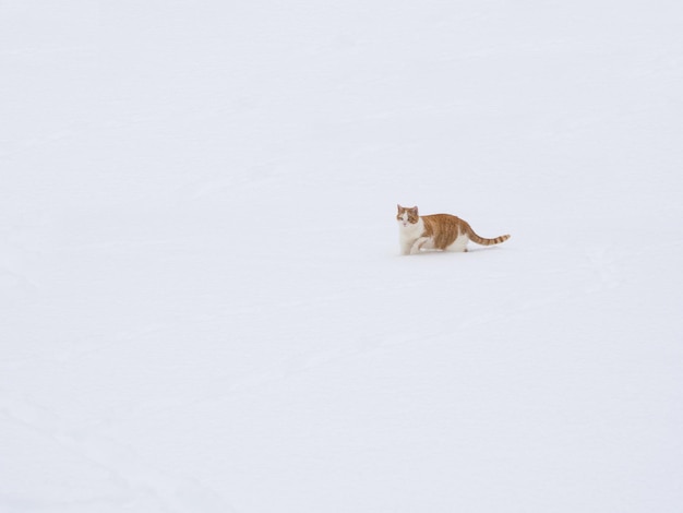 O gato ruivo anda na neve. O gato foge pelos montes de neve