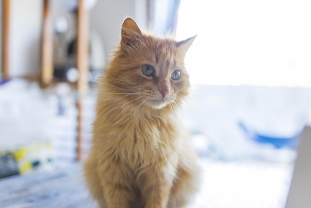 O gato ruivo assustado sentado em uma mesa em um apartamento na cidade