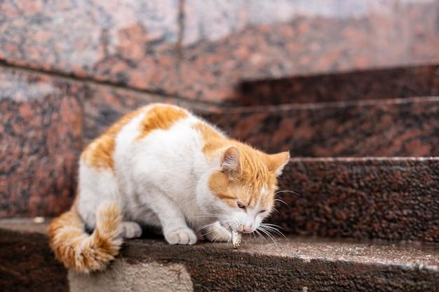 O gato ruivo branco come pequenos peixes nos degraus do aterro de granito. Fechar-se.