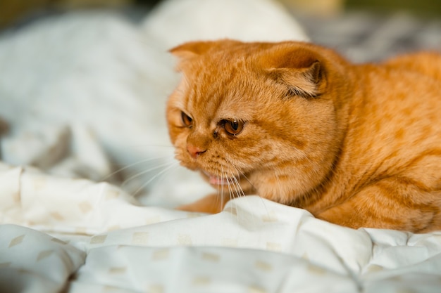 O gato ruivo com raiva sibila para outro gatinho.