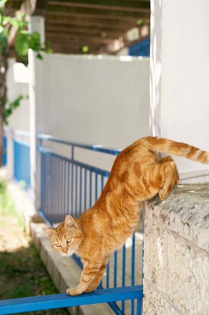 O gato ruivo desce de uma cerca de pedra perto da casa