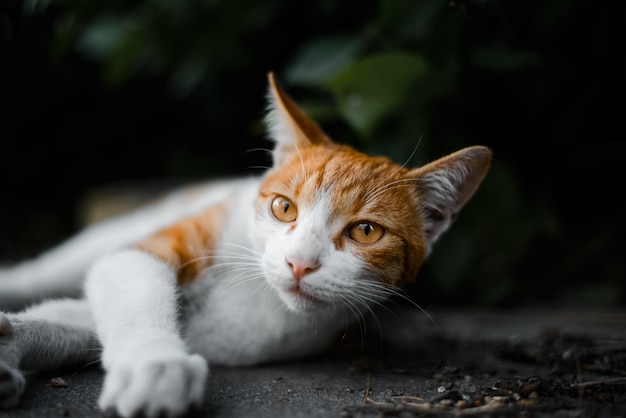 O gato ruivo encontra-se na rua