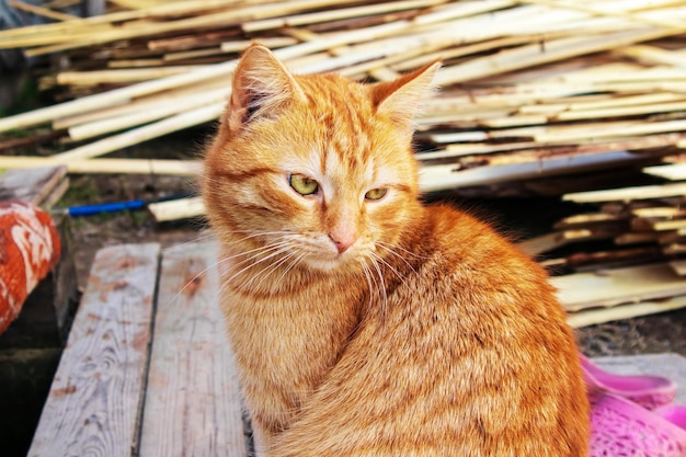 O gato ruivo está sentado na varanda