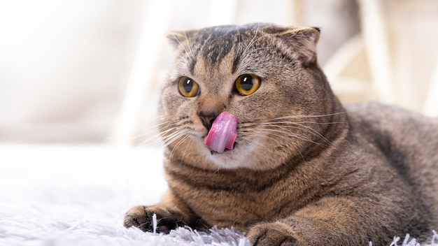 Gato Branco Com Gato a Lamber Lábios à Espera De Comida. Gatinho Escocês  Dobrado Olhando Algo No Fundo Branco Três Foto de Stock - Imagem de bacia,  cuidado: 268080968