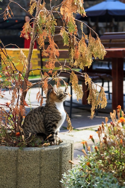 O gato senta-se em um canteiro de flores.