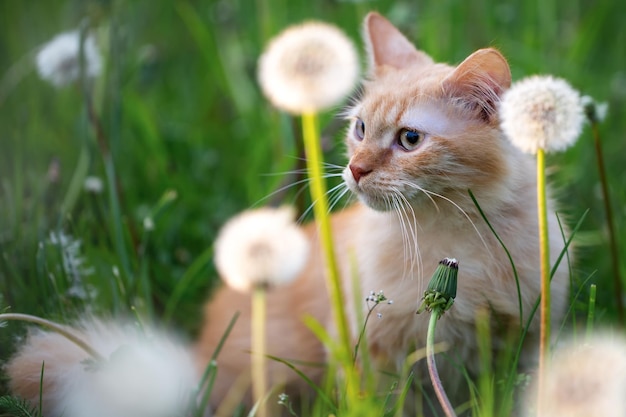 O gato senta-se em um prado com dentes de leão