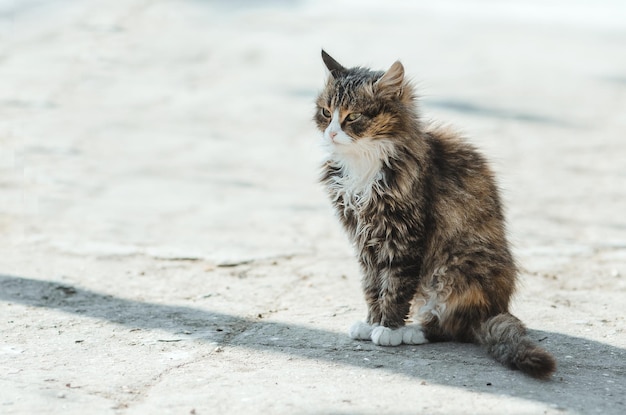 Foto o gato senta-se no quintal