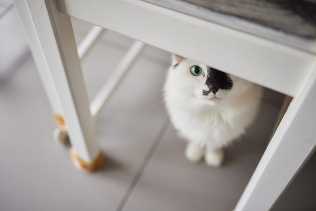 O gato sentou no chão de cimento