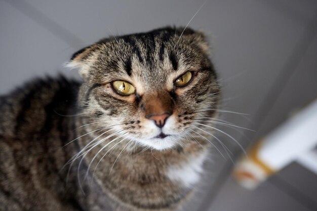 O gato sentou no chão de cimento