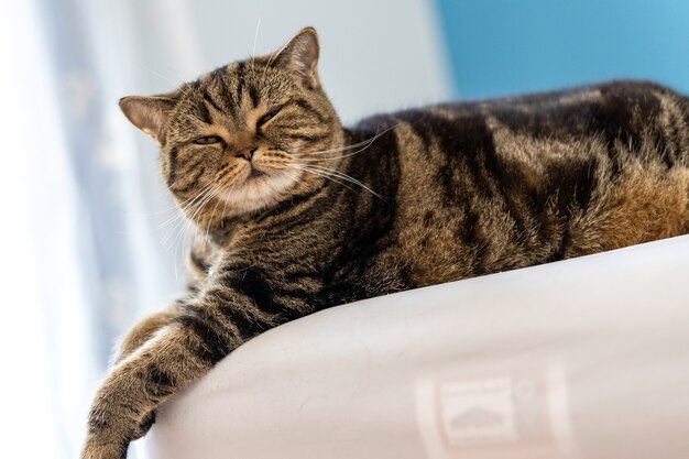 O gato Shorthair britânico bonito feliz em jogar animal de estimação relaxar dorme