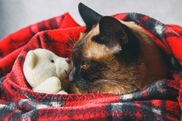 O gato siamês tailandês é envolto em uma manta com um brinquedo macio o conceito de outono inverno frio esperando o calor de aquecimento