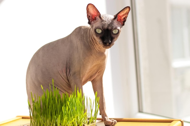 O gato sphynx canadense come grama de trigo germinada para animais