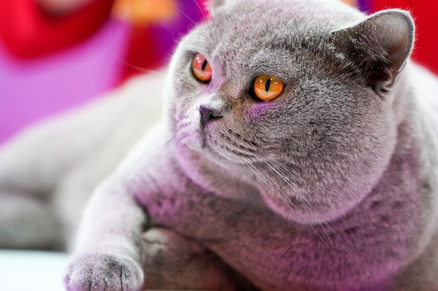O gato Thai Korat com os olhos amarelos de pêlo cinza. É o vencedor do torneio de competição de gatos bonitos.