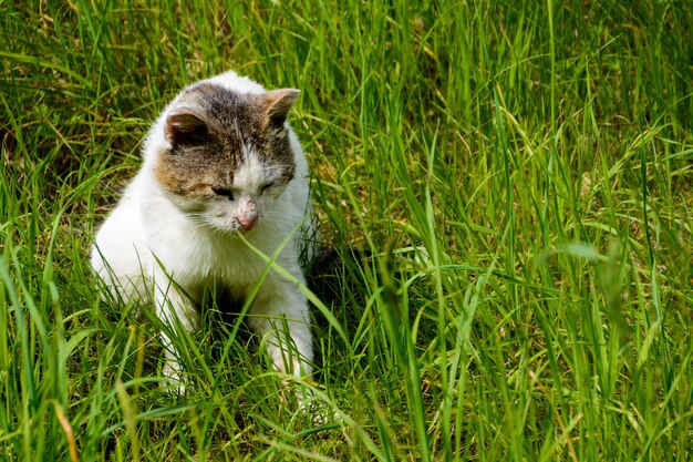 O gato tricolor sem-teto (branco, preto e marrom) com o nariz arranhado. um gato vadio deita e olha pensativo para a grama verde.