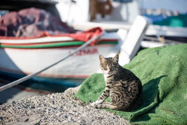 Um gato crupiê de terno senta-se em uma mesa de jogo em um cassino