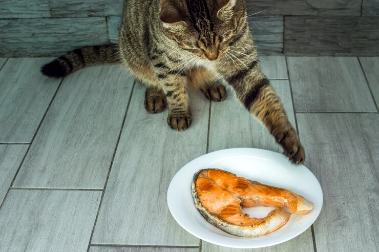 O gato vai comer truta frita do prato