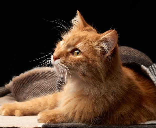 O gato vermelho adulto encontra-se em um cobertor de lã