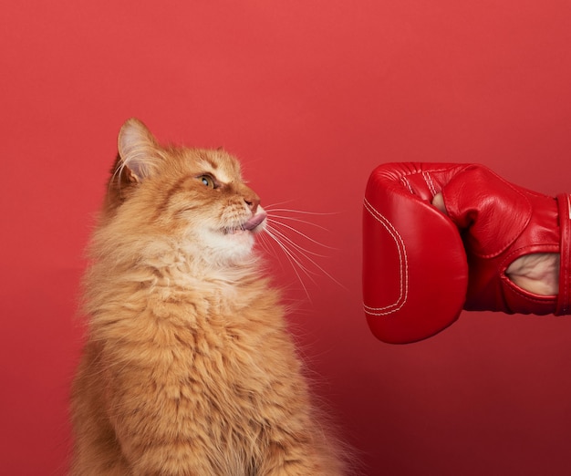 O gato vermelho adulto luta com uma luva de boxe vermelha. Engraçado e brincalhão