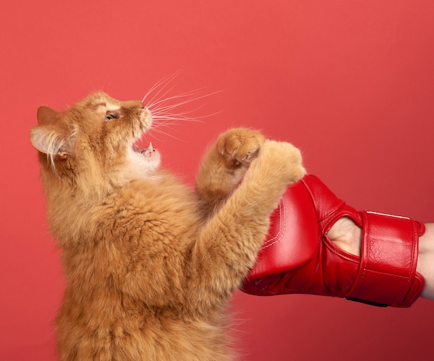 O gato vermelho adulto luta com uma luva de boxe vermelha