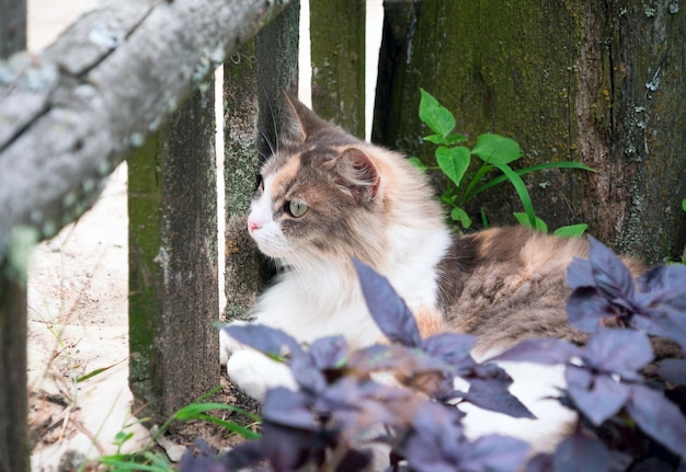 O gato vermelho claro encontra-se na grama na vila.