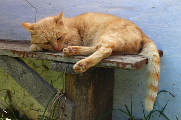 O gato vermelho descansando no banco