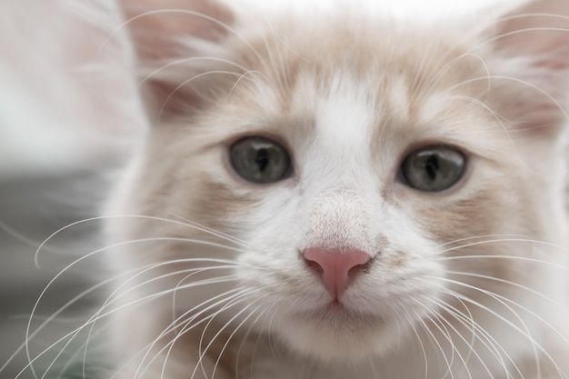 O gato vermelho-e-branco novo levanta para uma imagem.