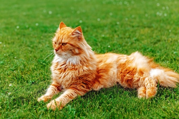 O gato vermelho encontra-se na grama verde