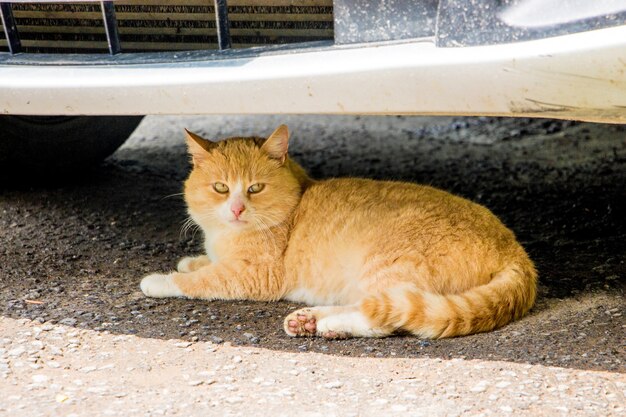 O gato vermelho está escondido do calor sob o pára-choque do carro