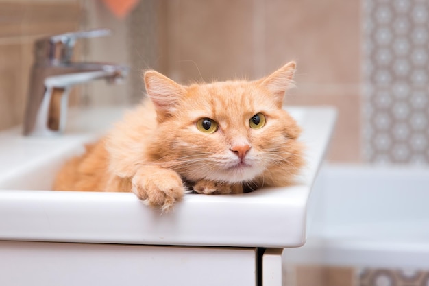 Foto o gato vermelho está na pia do banheiro