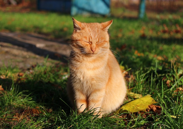 O gato vermelho está sentado ao sol