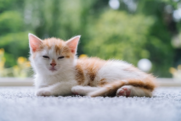 O gato vermelho pequeno bonito fica no assoalho de madeira com janela. jovem gatinho vermelho bonito. de cabelos compridos gengibre gatinho jogar em casa. animais de estimação engraçados e bonitos em casa. animais domésticos e gatinhos jovens